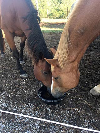 Catfish and Earl selecting Hemp oil (Dull coat, dry skin)