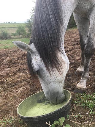 Hank selecting Barley Grass (enzyme health, rich in nutrients)
