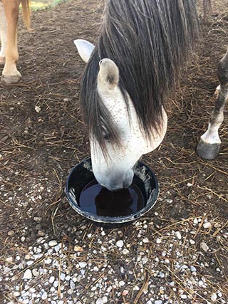 Hank selecting Hemp Oil (Dull coat, dry skin)