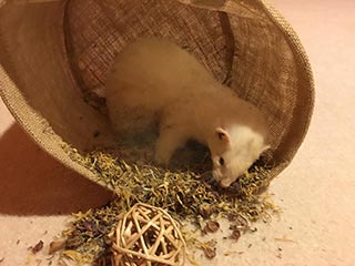 Penny, the ferret enjoying a herb garden (rose buds, peppermint, lavender, marigolds, catnip, clover)
