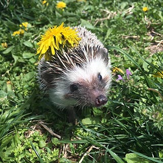 Sir Oggy enjoying a summer walk