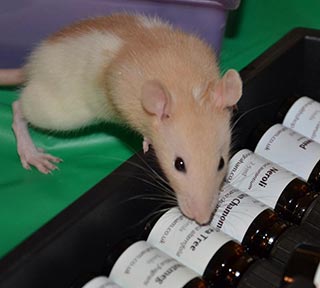 Caramel going over a selection of essential oils