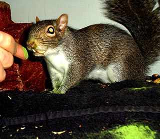Colonel selecting Barley Grass (Enzyme health, rich in nutrients – magnesium in Barley grass is good for anxious behaviours)