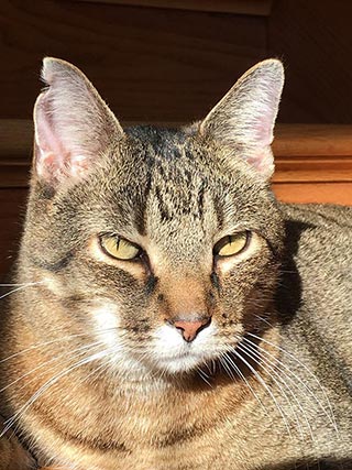 Dexter