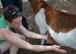 Dolly the pregnant goat receiving some healing